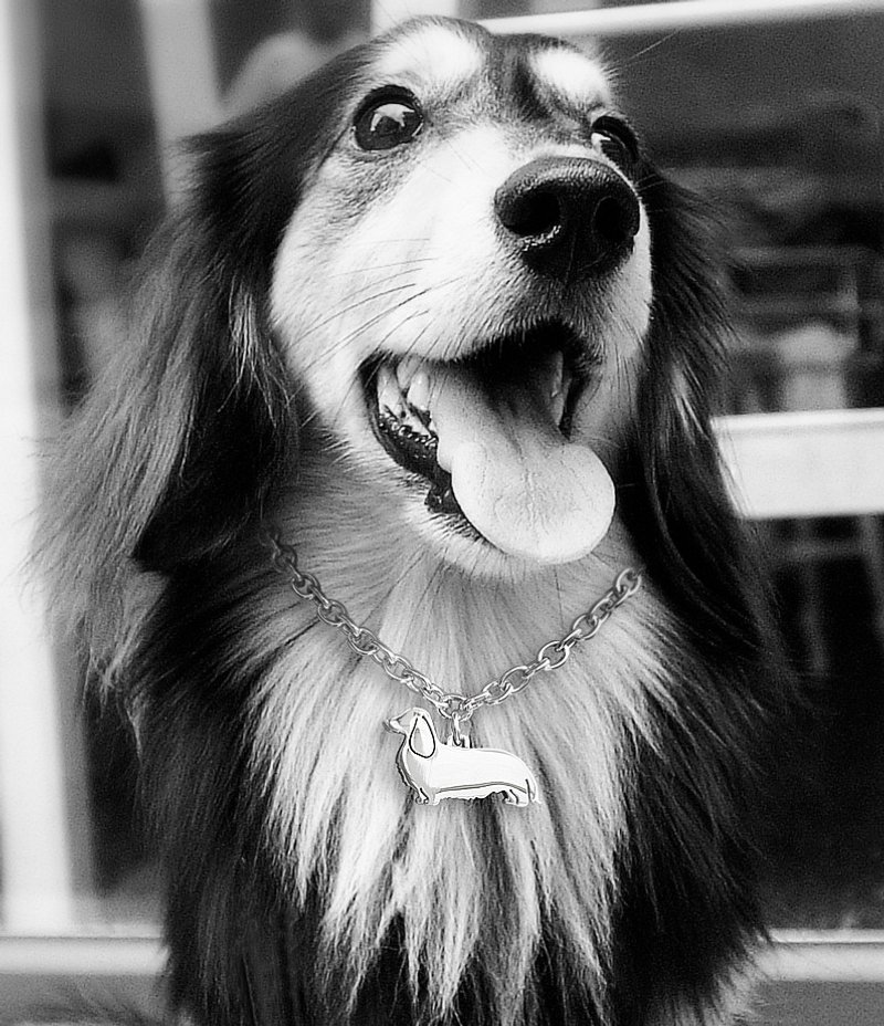 【CHIC DOG】 304不锈钢项链 - 项圈/牵绳 - 其他金属 多色