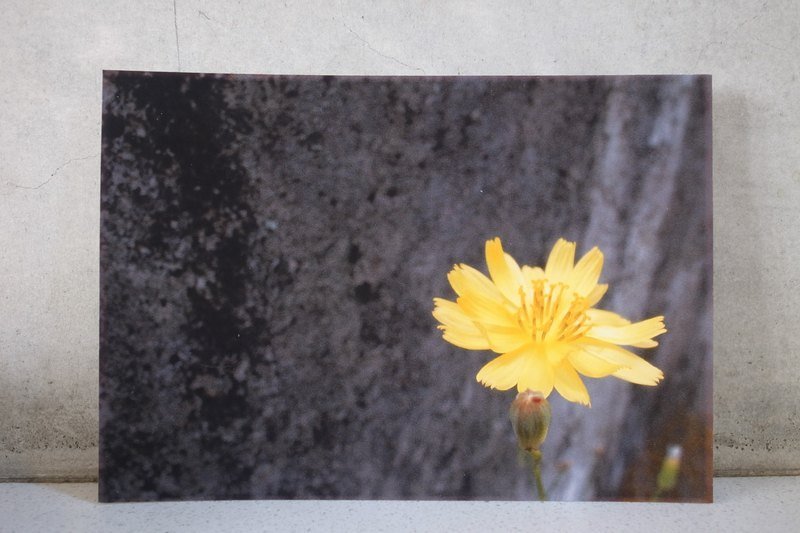 枯木&CryWood手作明信片【055】─从石缝中绽放 - 卡片/明信片 - 纸 粉红色