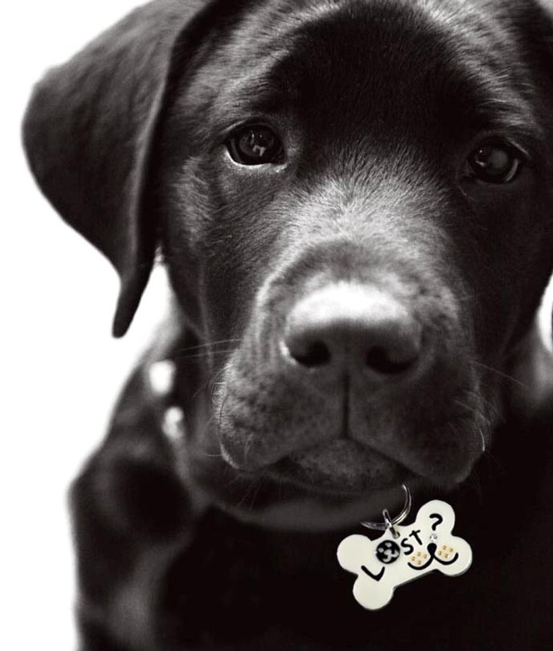 小骨头<狗牌、吊牌> - 项圈/牵绳 - 压克力 