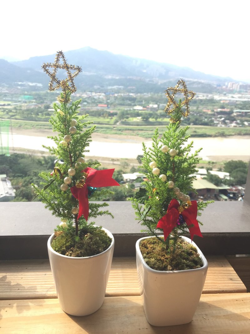 ［纯自然］ 小圣诞树 盆栽 植物 送礼 疗愈 小物 可爱 potted Christmas - 植栽/盆栽 - 植物．花 绿色
