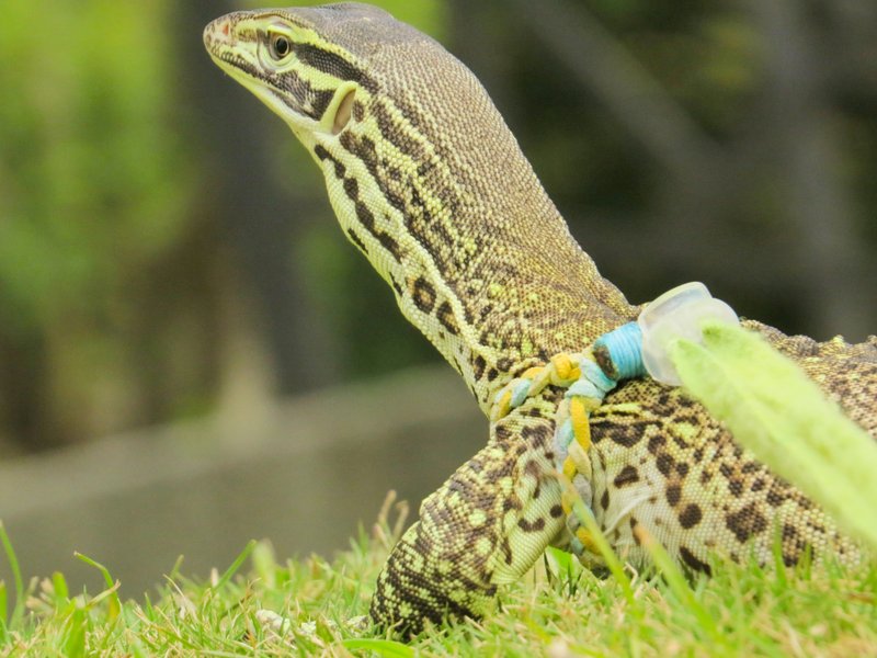 Wing Lizards 蜥蜴专用量身订做牵绳(L尺寸16X20cm) - 项圈/牵绳 - 其他材质 