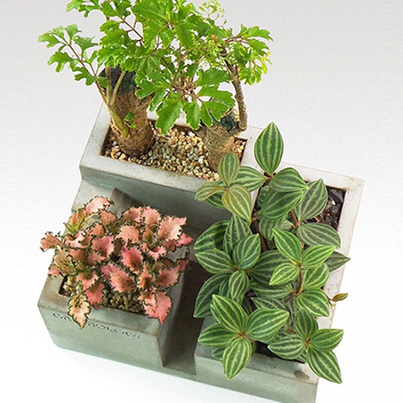 Greenology 楼梯级设计水泥花器 - 植栽/盆栽 - 水泥 灰色