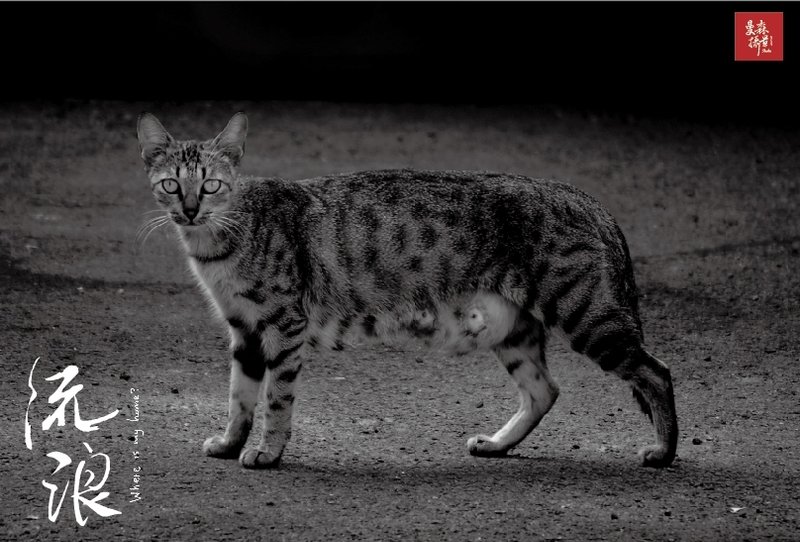 明信片 / 流浪摄影纪实系列 # 03 · 母爱 - 卡片/明信片 - 纸 黑色