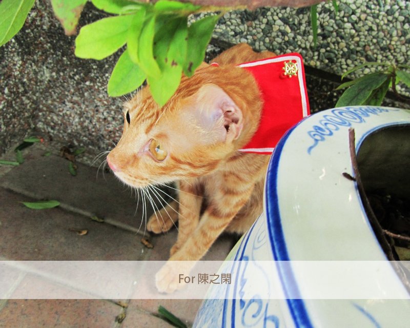 猫咪 水手领 项圈 - 经典红 _for陈之闲 - 项圈/牵绳 - 其他材质 红色