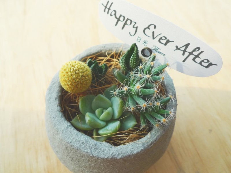 小森林_自然风泥盆多肉x仙人掌组合 - 植栽/盆栽 - 植物．花 绿色