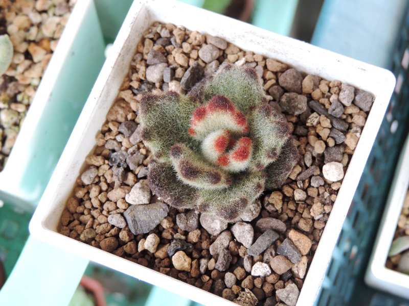 选购植栽- 多肉植物 · 泰迪熊 - 植栽/盆栽 - 植物．花 咖啡色