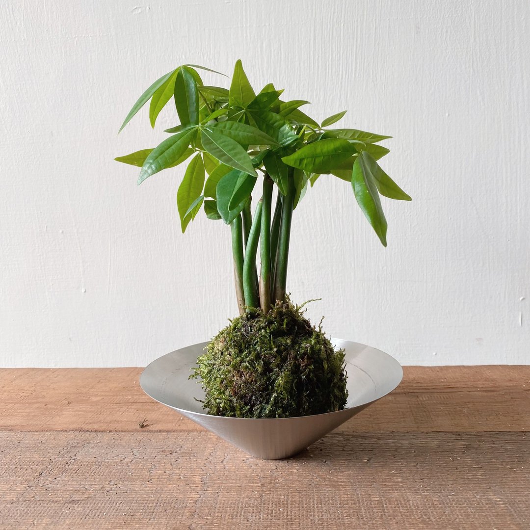 发财树 马拉巴栗苔球 开运植栽 - 植栽/盆栽 - 植物．花 绿色