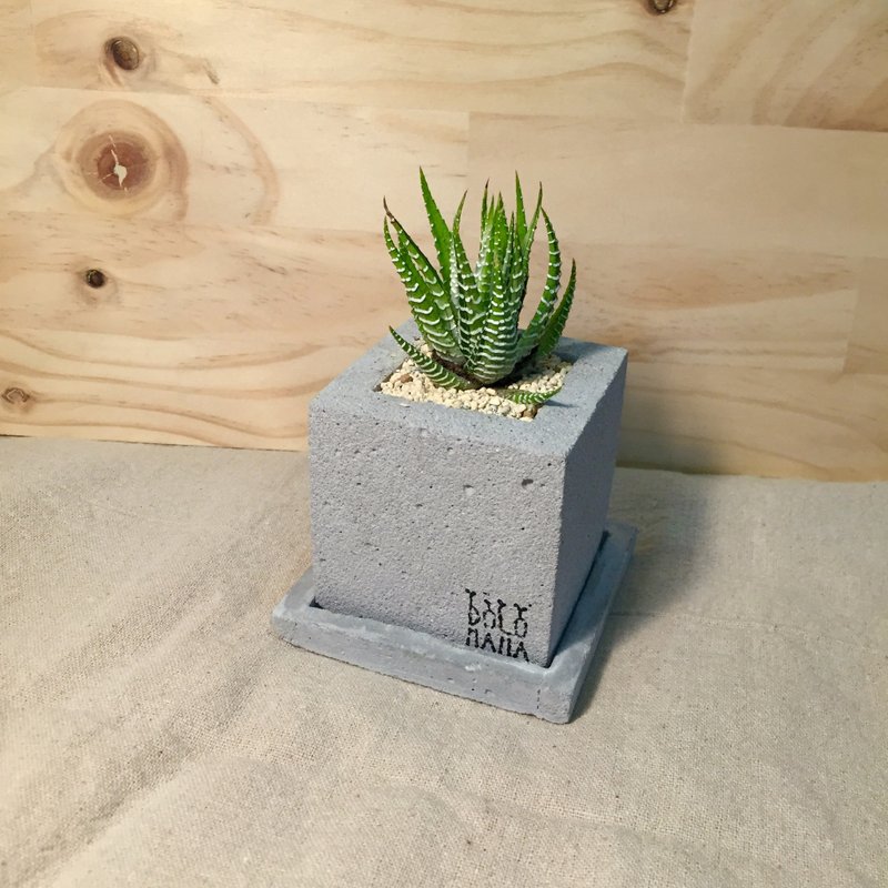 DOLOMAMA 《守护》十二之卷-多肉 水泥盆栽组(含底座) - 植栽/盆栽 - 水泥 