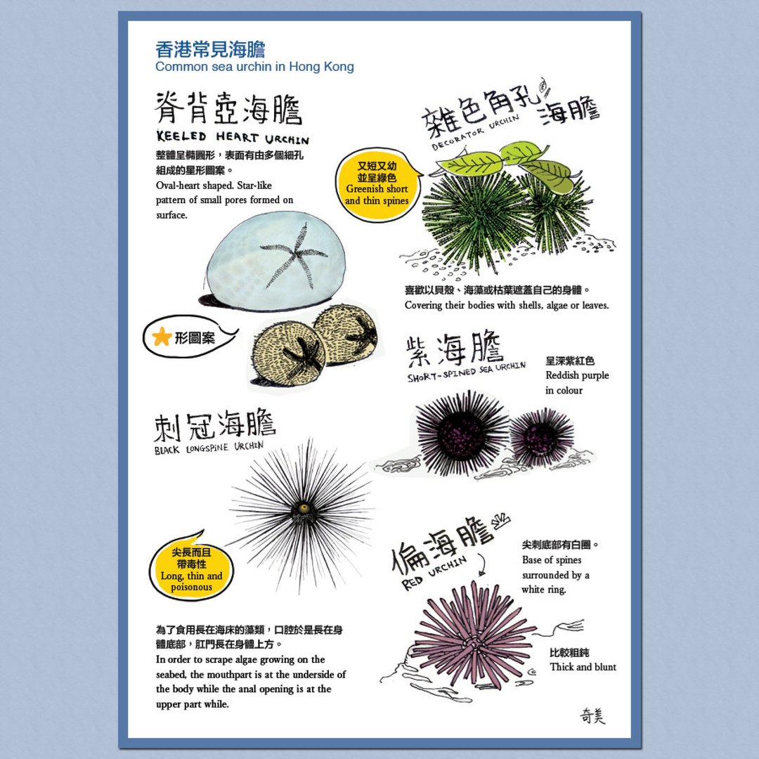 香港常见海胆明信片 - 卡片/明信片 - 纸 多色