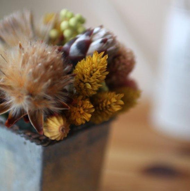 【初秋暖滋味】阳光陀螺干燥小桌花 - 植栽 - 植物．花 橘色