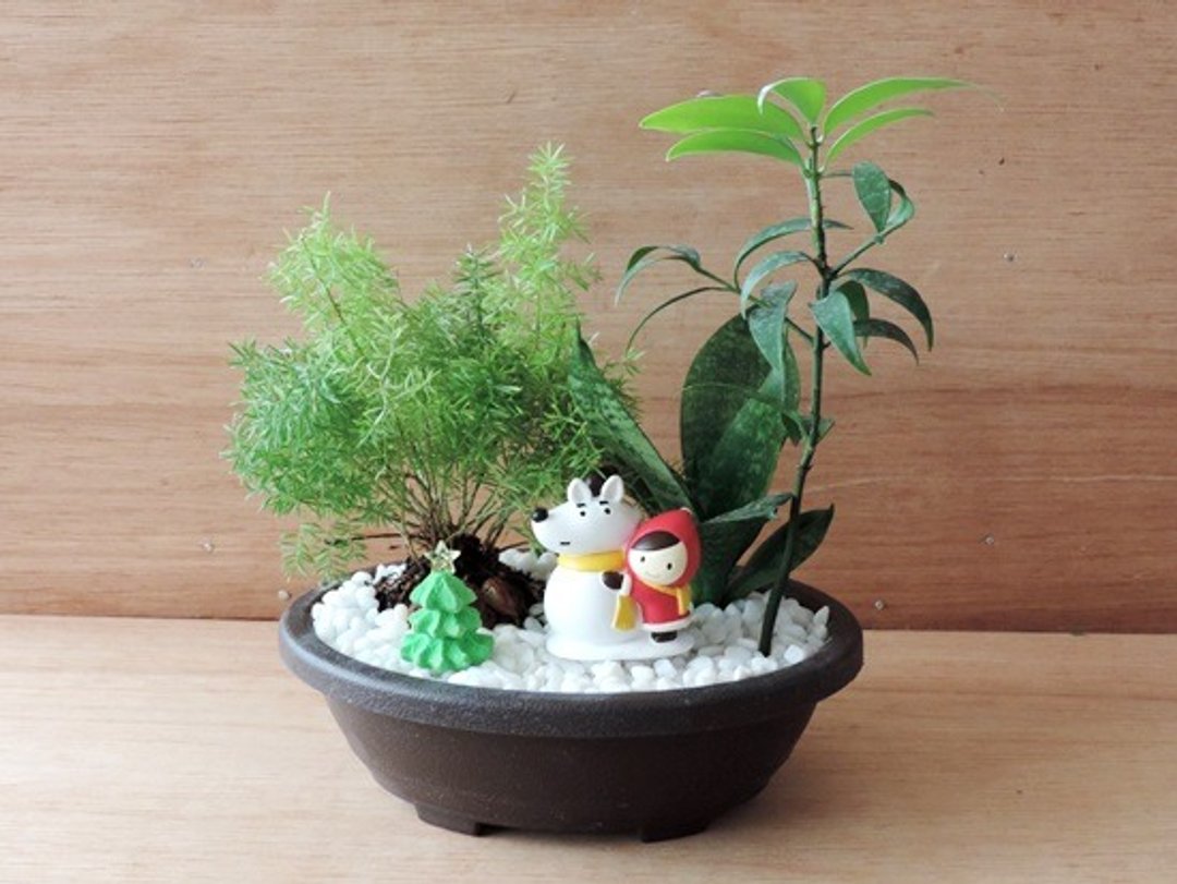Xmas · 雪中的乐趣《圣诞限定款》 - 植栽/盆栽 - 植物．花 