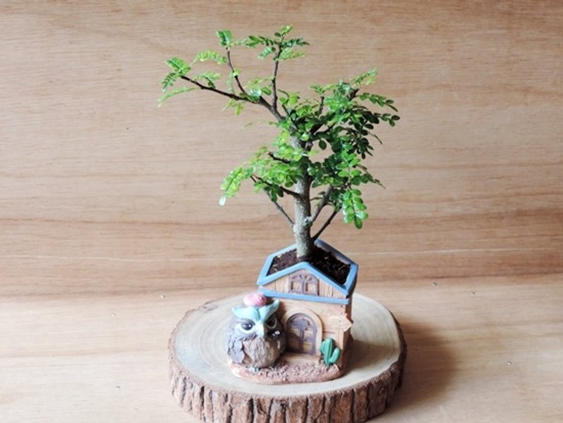 疗育系 · 猫头鹰树屋 · 岩山椒【限定贩售】 - 植栽/盆栽 - 植物．花 
