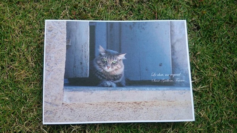 欧洲小日子明信片 猫  一种注视 - 卡片/明信片 - 纸 多色