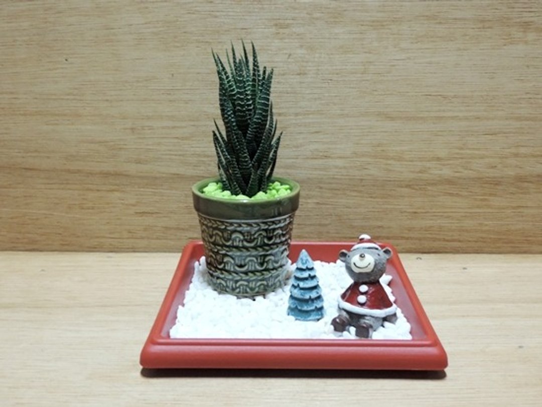 Xmas · 欢乐圣诞飨宴《圣诞限定》 - 植栽/盆栽 - 植物．花 
