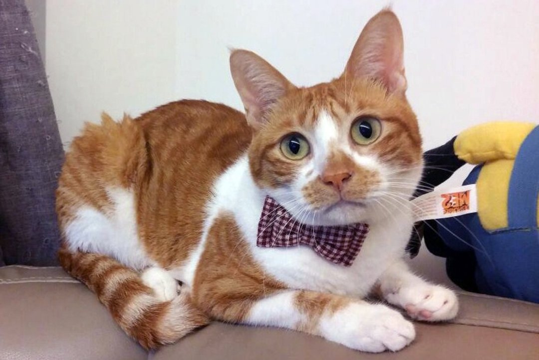 酒红小格子蝴蝶结 宠物项圈 猫咪 狗狗  S size - 项圈/牵绳 - 其他材质 红色