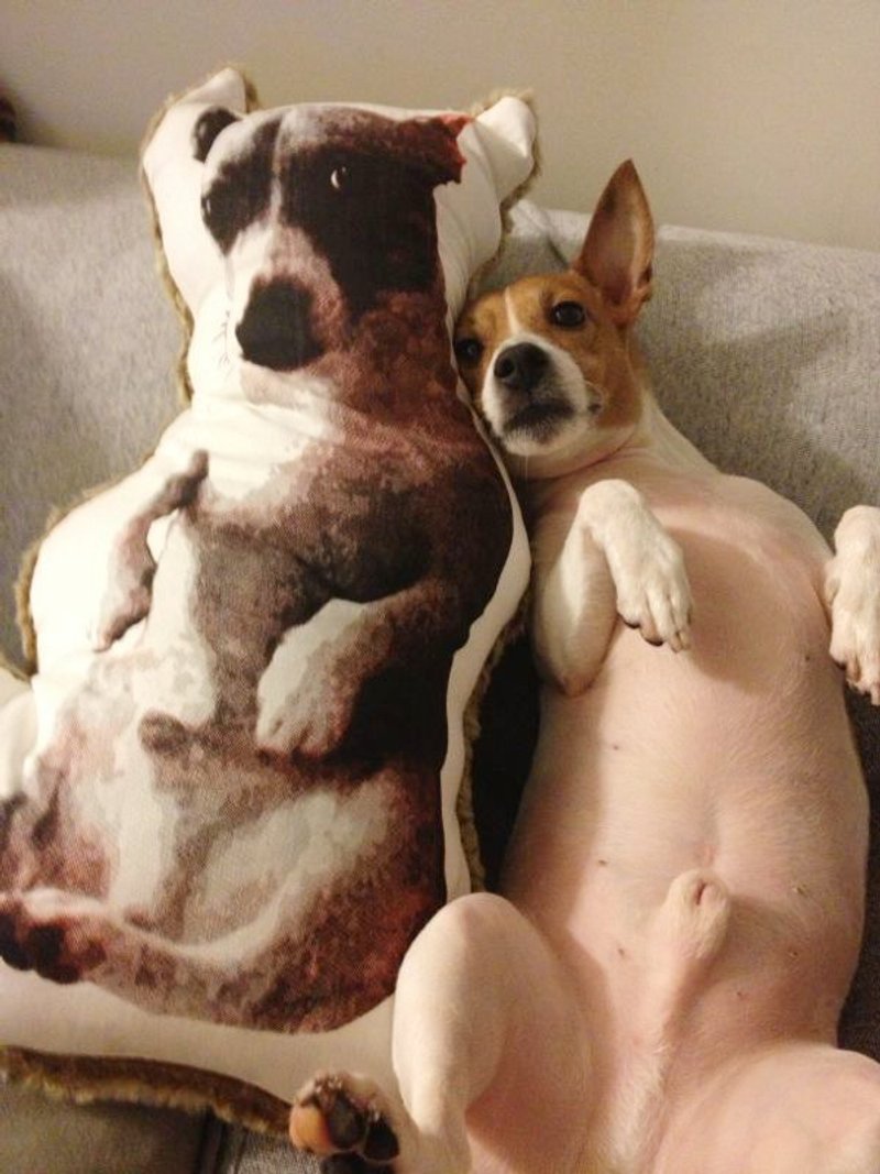 whatiif... 订造 宠物类 (大型) 手工绢印 印花 抱枕 - 枕头/抱枕 - 其他材质 多色