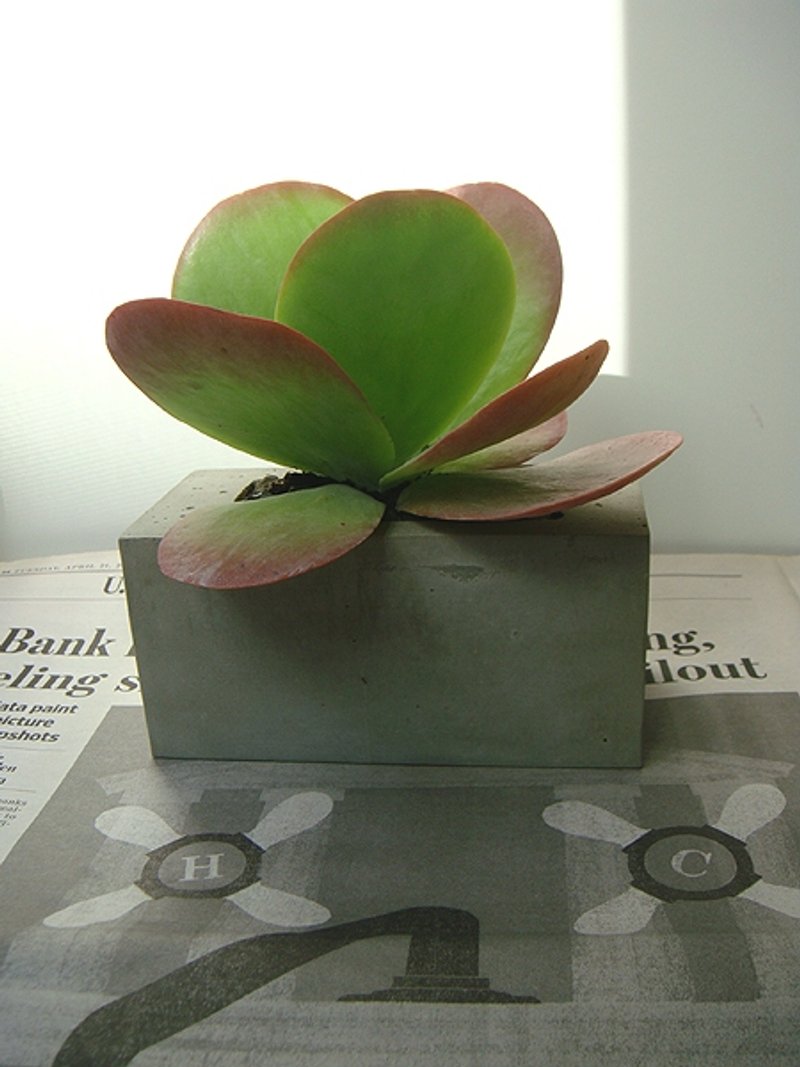 水泥花器+多肉植物 唐印 - 摆饰 - 水泥 