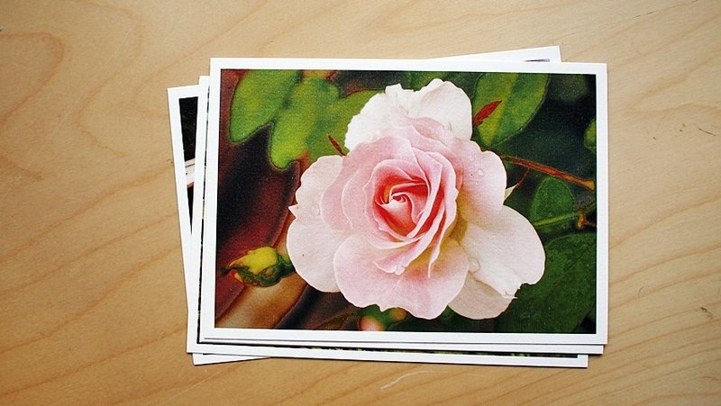 OldNew Lady-摄影明信片【粉玫瑰】 M9 - 卡片/明信片 - 纸 红色