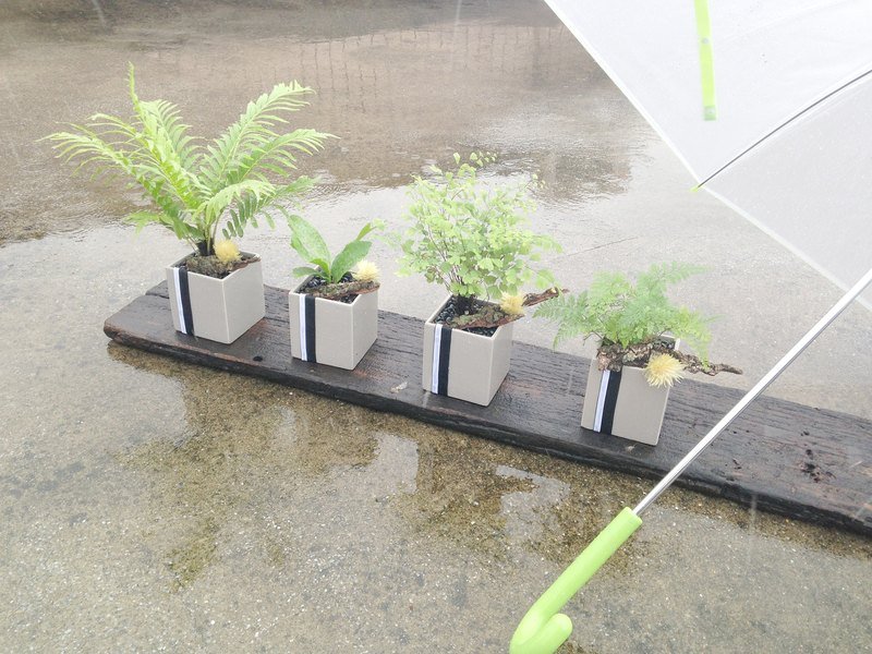 “New Life”初是一个开始 生是一种延续 - 植栽/盆栽 - 植物．花 灰色