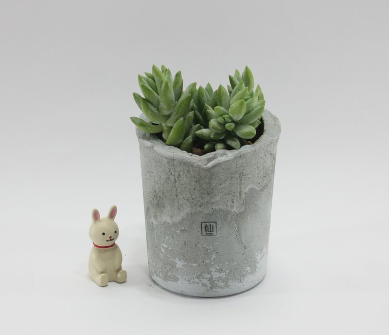 多肉小盆栽-智慧，想法的高度成就未来 - 植栽/盆栽 - 植物．花 灰色