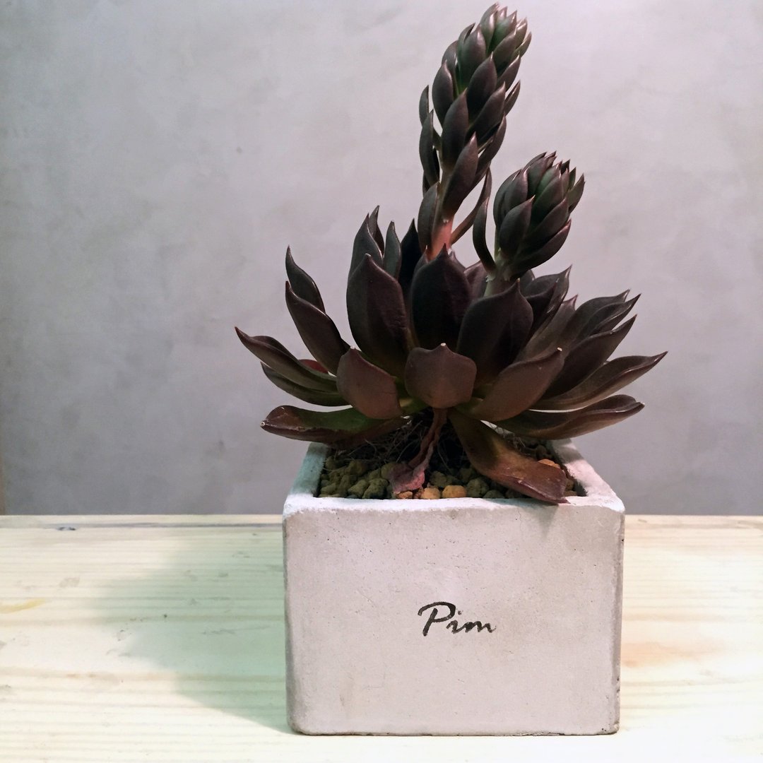[动植物]手工水泥盆。肆号[不含植] - 植栽/盆栽 - 水泥 灰色