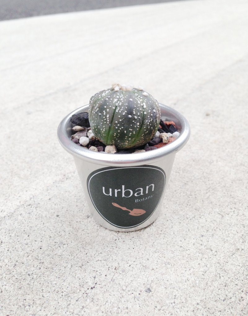 ◥麻瓜男孩：毛点兜- 仙人掌科Astrophytum星球属多肉植物 - 植栽/盆栽 - 植物．花 灰色