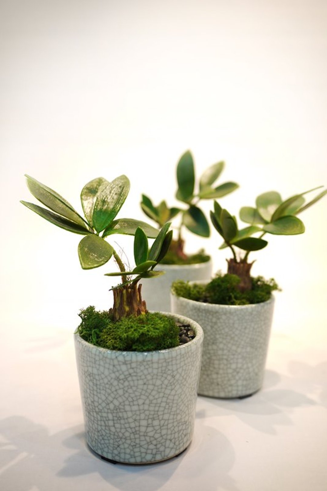爱不释手人造苏铁植栽小品 - 植栽/盆栽 - 其他材质 