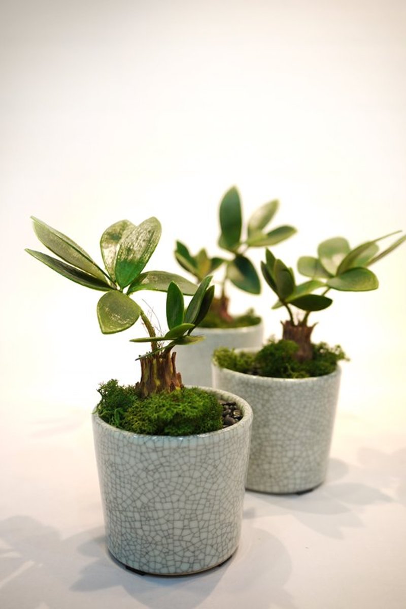 爱不释手人造苏铁植栽小品 - 植栽/盆栽 - 其他材质 