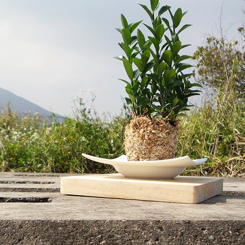 Greenology 木底座陶瓷花器 - 植栽/盆栽 - 木头 咖啡色