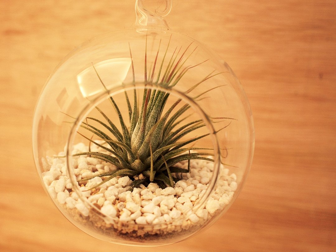 〈漂浮的空凤行星〉空气凤梨 玻璃球  < Floating Tillandsia Planets > Tillandsia glass ball - 植栽/盆栽 - 玻璃 绿色