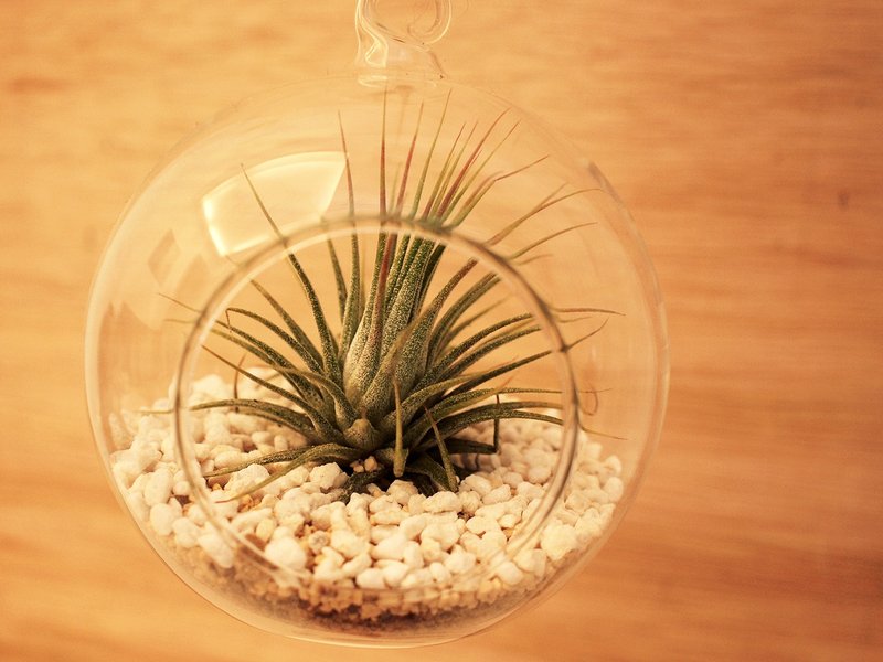 〈漂浮的空凤行星〉空气凤梨 玻璃球  < Floating Tillandsia Planets > Tillandsia glass ball - 植栽/盆栽 - 玻璃 绿色