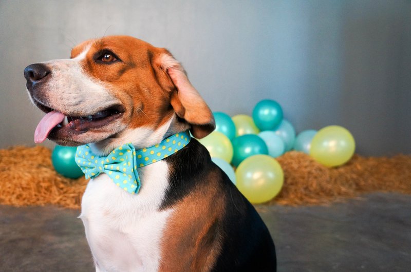 Polkadog Polkadot - 蝴蝶结绿底黄点 狗狗项圈 - 项圈/牵绳 - 棉．麻 绿色