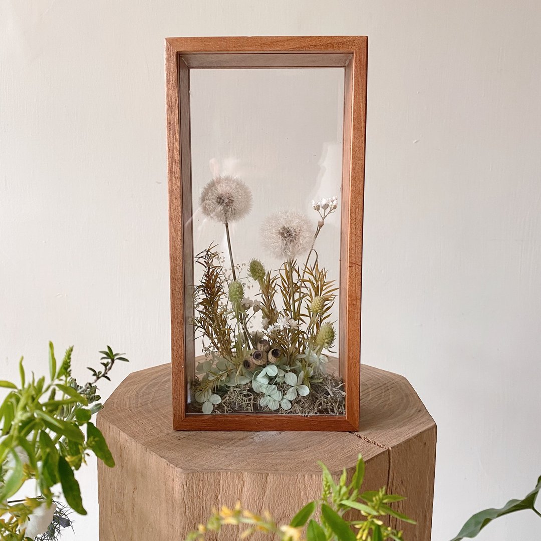 永生花 蒲公英 标本框 - 植栽/盆栽 - 植物．花 绿色