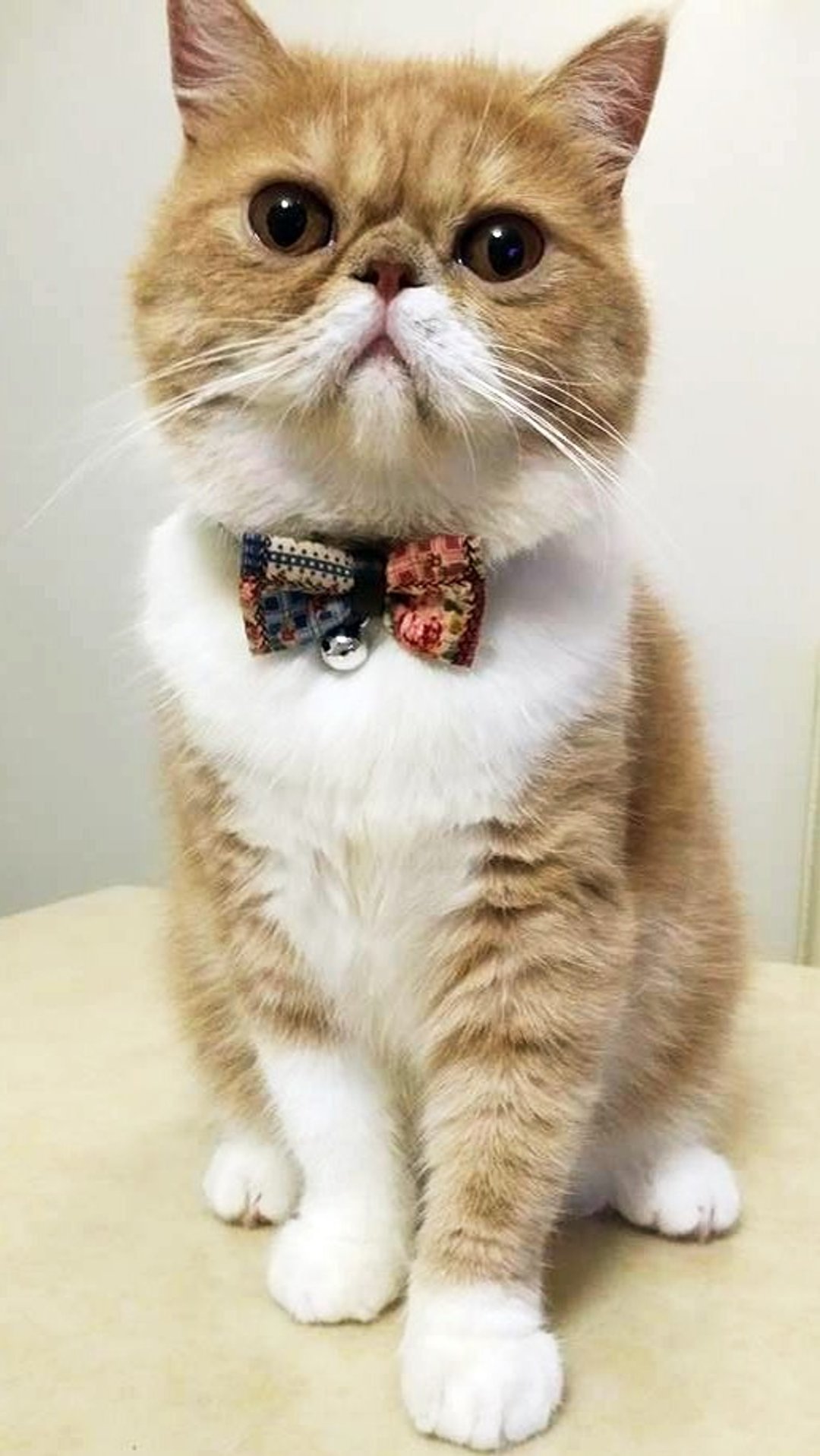 双色碎花蝴蝶结宠物项圈 猫咪 狗狗 S size - 项圈/牵绳 - 其他材质 多色