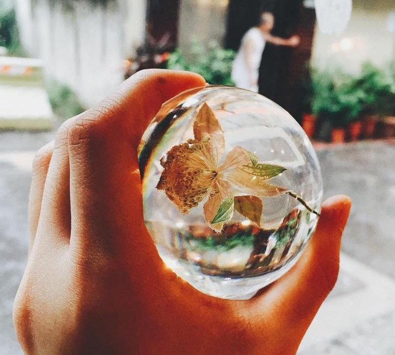 植物艾迪 ♪ 半圆纸镇 - 植栽/盆栽 - 植物．花 粉红色