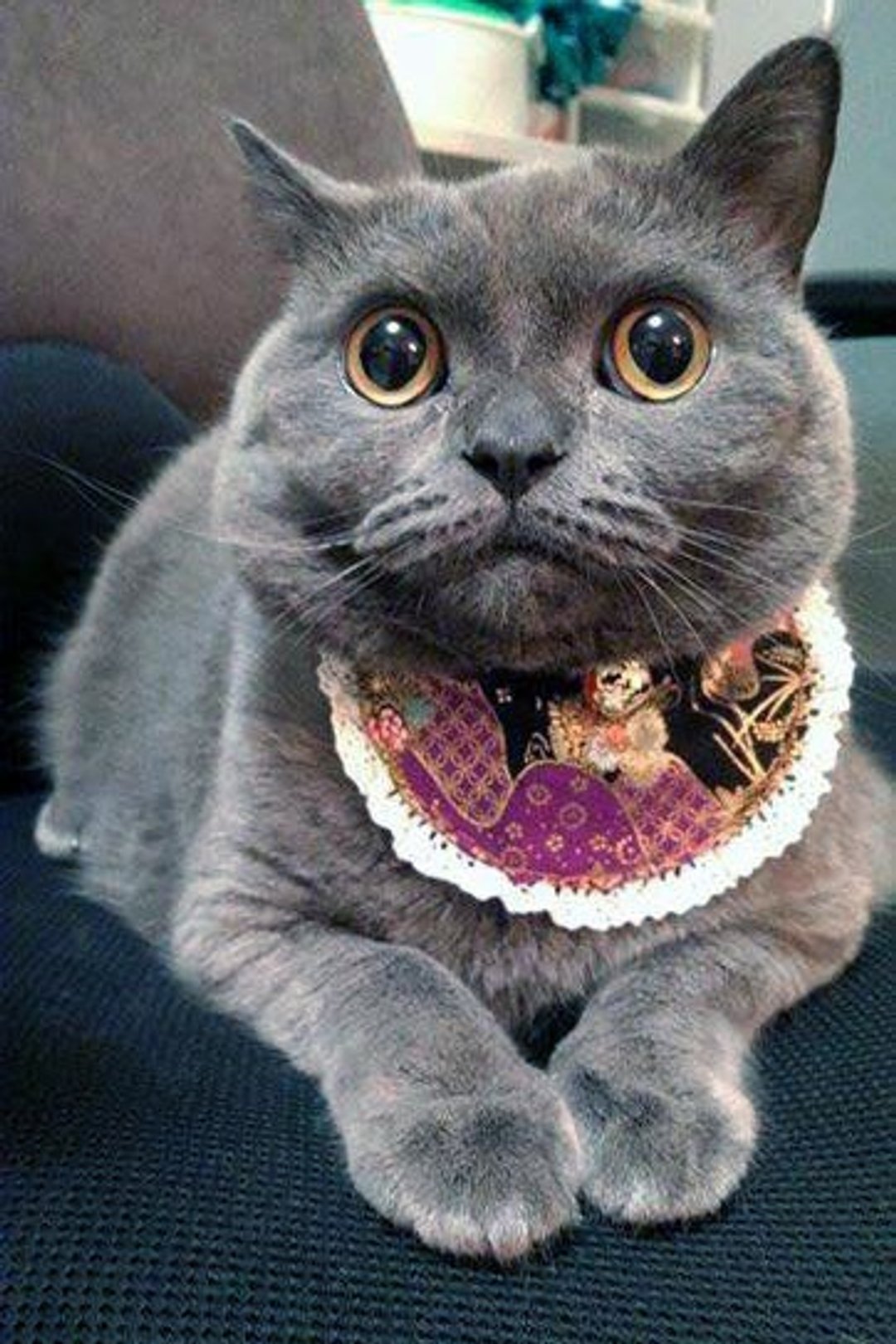 =日本紫色和风口水肩配白蕾丝宠物项圈= 猫猫 狗狗口水肩  S size - 项圈/牵绳 - 其他材质 紫色