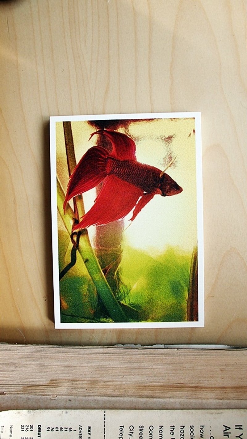 OldNew Lady-摄影明信片【红色斗鱼】 M3 - 卡片/明信片 - 纸 红色