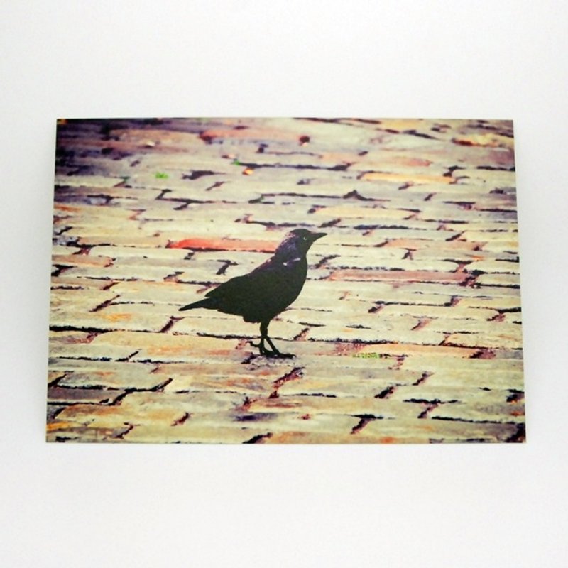 摄影明信片 | 城市小旅行 - 瑞典斯德哥尔摩-寒鸦 - 卡片/明信片 - 纸 卡其色