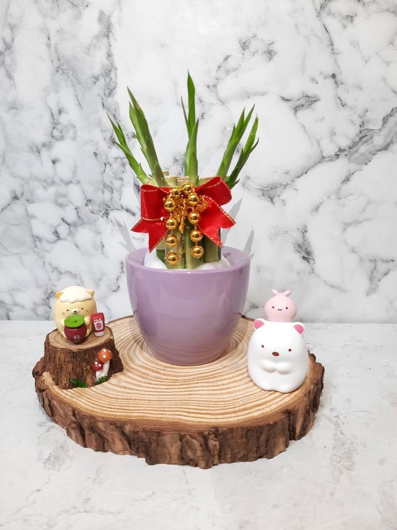 小紫盆 开运竹 万年青 开幕送礼 居家摆件 乔迁 入厝 礼物 伴手礼 - 植栽/盆栽 - 瓷 紫色