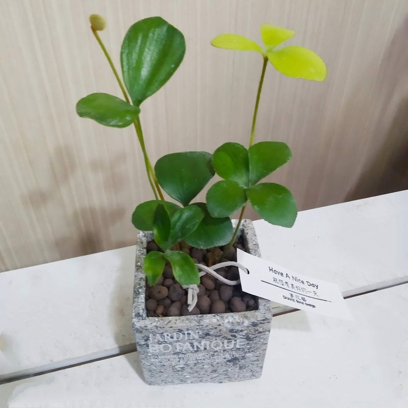 幸运树(墨西哥铁树)水泥盆 布置空间或送礼心意皆适宜 - 植栽/盆栽 - 植物．花 