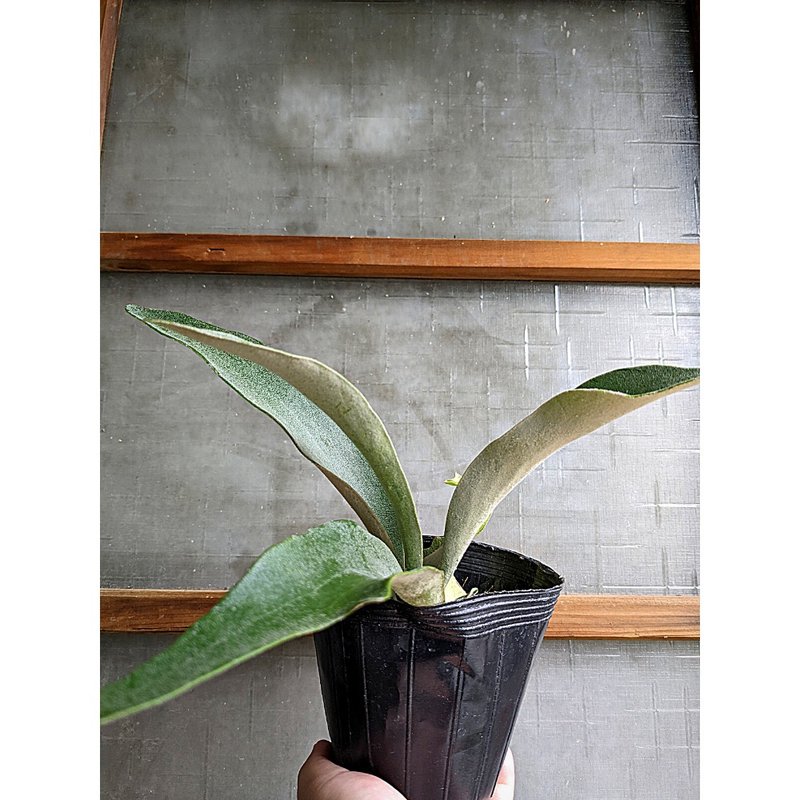 高冠柠檬鹿角蕨 Platycerium veitchii cv lemoinei - 植栽/盆栽 - 植物．花 绿色