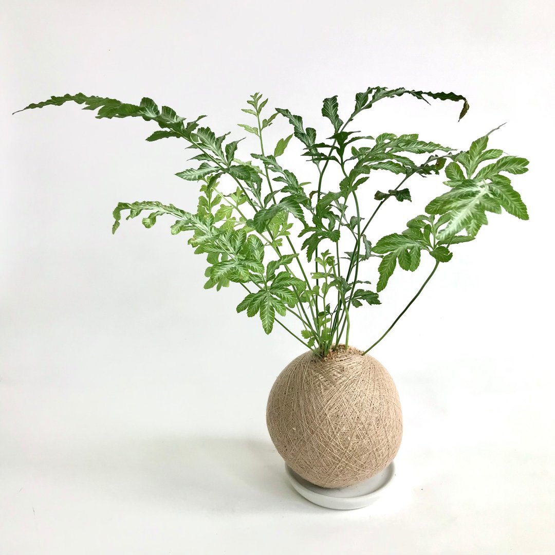 银脉凤尾蕨 手作植栽苔球 - 植栽/盆栽 - 植物．花 