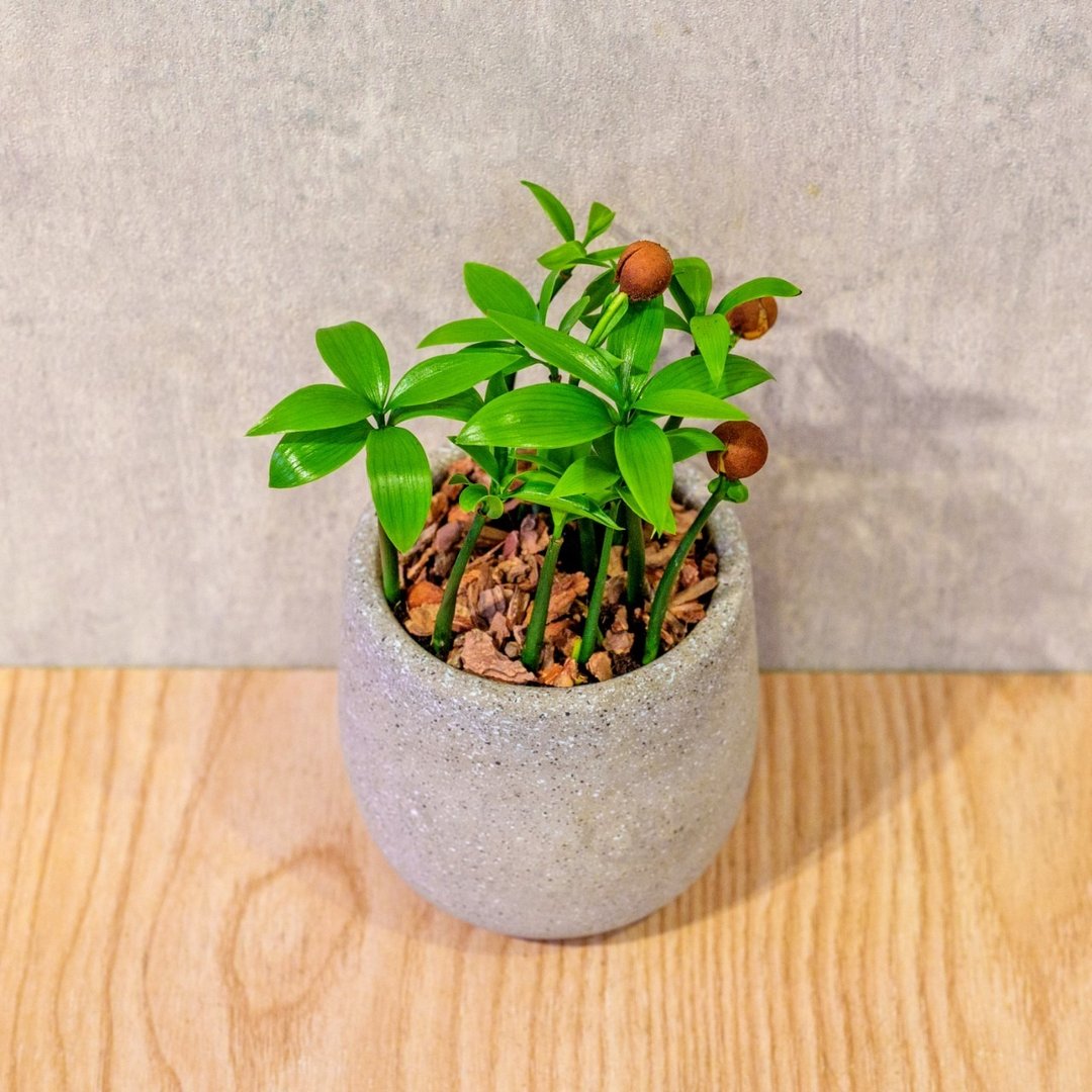 竹柏 桌上型水泥盆栽 观叶植物 礼物 盆栽 交换礼物 植物 - 植栽/盆栽 - 植物．花 灰色
