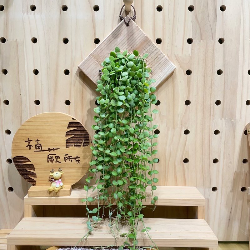 【植蕨所在】 串钱藤 阳台装饰 墙面摆设 水苔植物 上板植物 招财 - 植栽/盆栽 - 植物．花 
