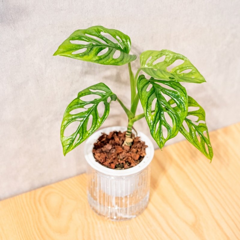窗孔龟背芋 免浇水盆栽 室内植物 观叶植物  礼物 办公室小物 - 植栽/盆栽 - 植物．花 