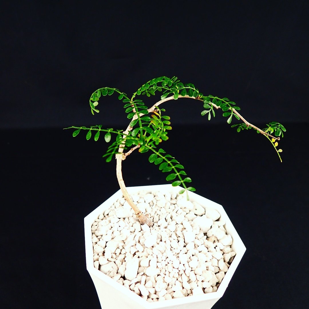 FY-CAX0003 树王 列加氏漆树/象足漆树 Operculicarya pachypus - 植栽/盆栽 - 植物．花 