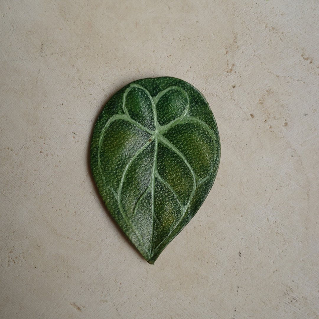 圆基火鹤 Anthurium forgetii - 摆饰 - 真皮 绿色