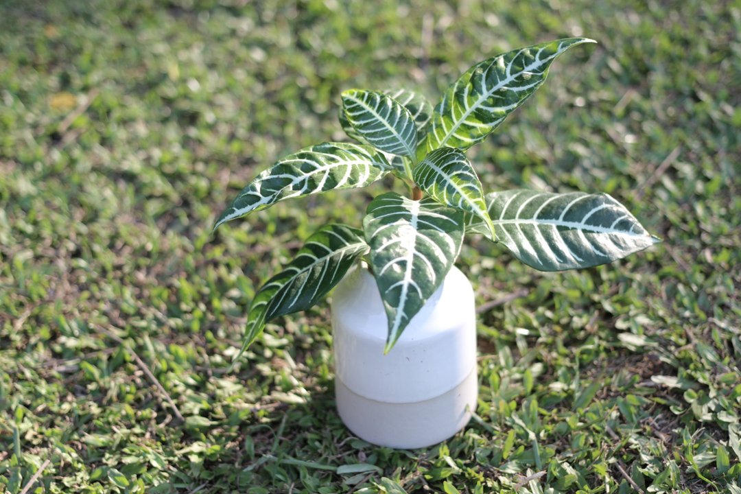 水培植栽 l 单药花_室内植物 办公室盆栽  观叶植物 - 植栽/盆栽 - 陶 