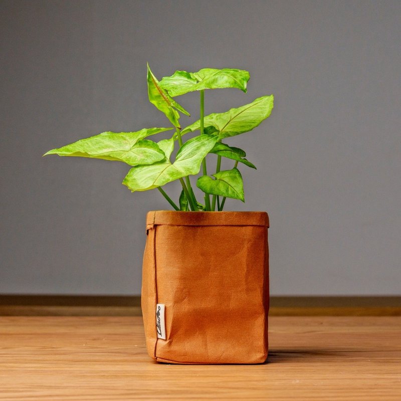 金玉合果芋 可水洗牛皮纸盆栽 桌上型盆栽 观叶植物 交换礼物 - 植栽/盆栽 - 植物．花 