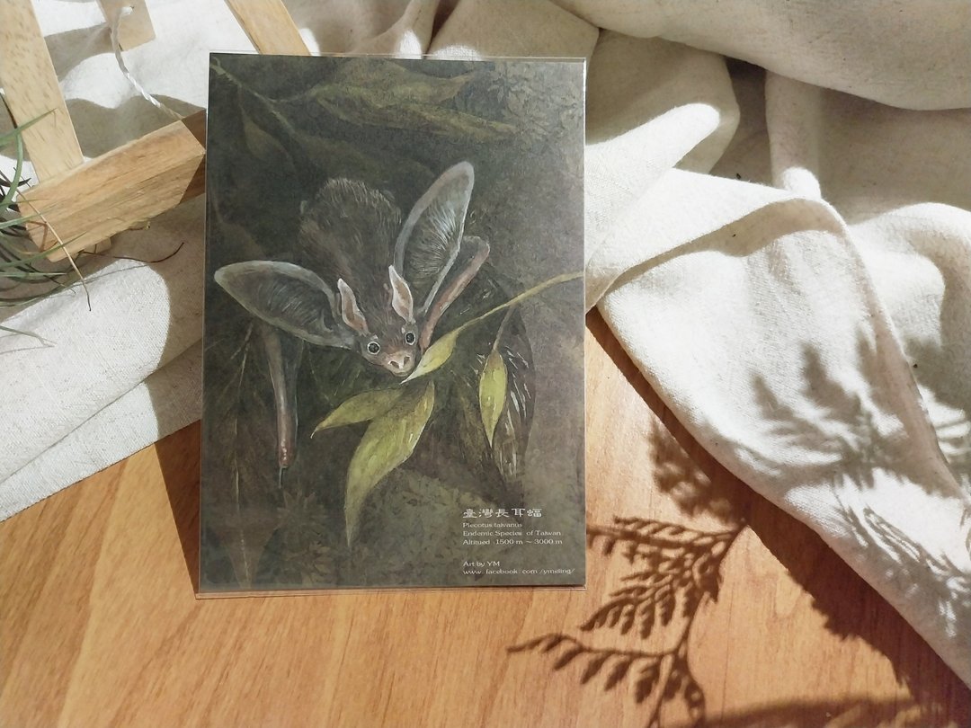 台湾长耳蝠-台湾特有动物系列-特有种 台湾 明信片 - 卡片/明信片 - 纸 